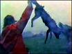 Click on image to see full-sized version A dog is a dog is a dog
