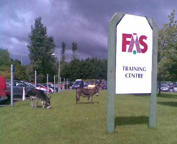 Click on image to see full-sized version fasdonkeys_1.jpg