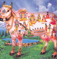 Click on image to see full-sized version our most holy and $acred cow.