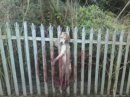 Click on image to see full-sized version Hunting hound hanged.