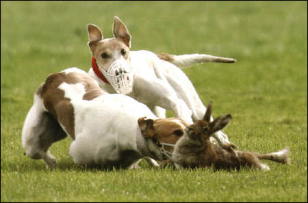 Click on image to see full-sized version Please help to end this appalling cruelty in the name of "sport"
