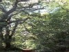 woods.jpg