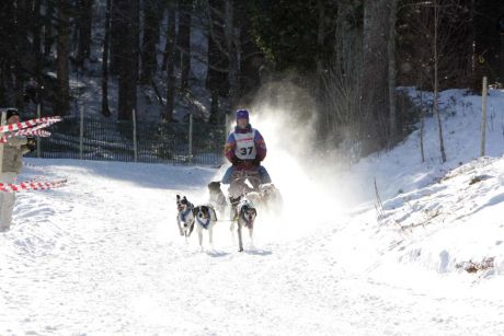 Click on image to see full-sized version Dogs as beasts of burden.
