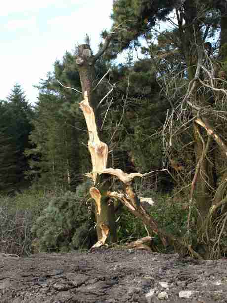 Trees pushed aside