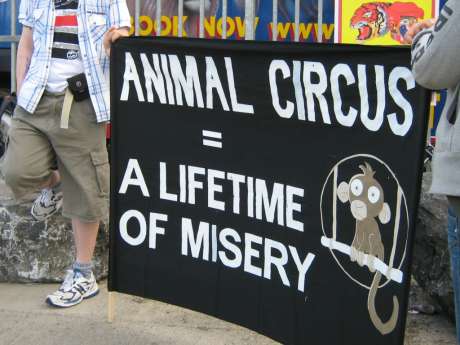 duffys_circusdogs_011.jpg