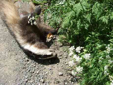 Click on image to see full-sized version Road Kill