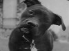 confusedblackdog.jpg