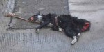 Cat Blown Up