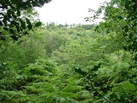 wood_10.jpg