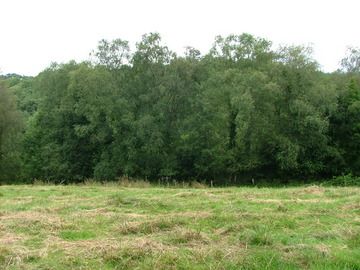 wood_6.jpg