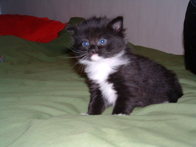 Small kitten